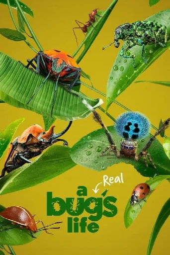A Real Bug's Life (2024) poster